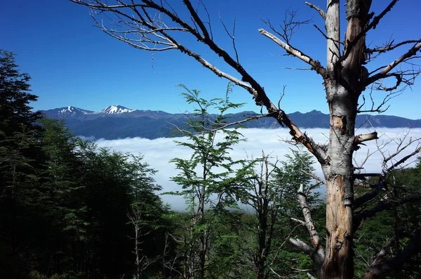 Árbol Seco Muerto Bosque Verde Las Montañas Sobre Las Nubes —  Fotos de Stock