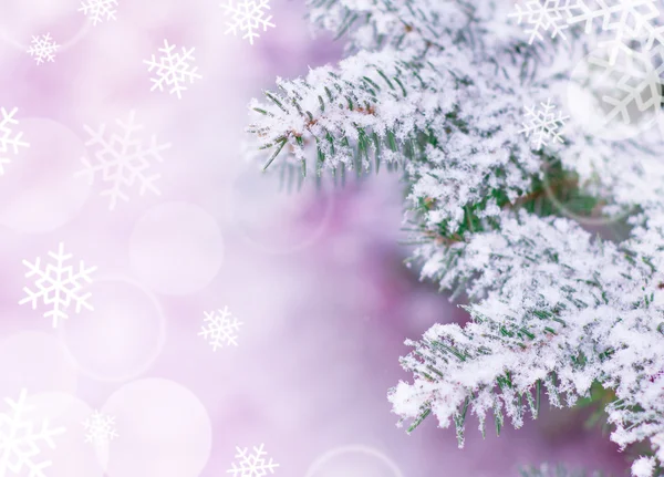 Çam ağacı ve gerçek kar ile Noel arka plan — Stok fotoğraf
