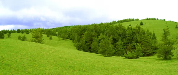 Panorama einer wunderschönen Hügellandschaft mit weiten Wiesen und Tannenwald — Stockfoto