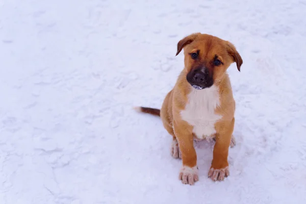 Cucciolo rosso nella neve, guardando attentamente la macchina fotografica. Copia s — Foto Stock