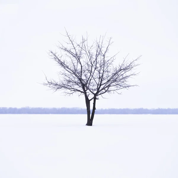 Vinter landskab med ensomt træ i tåge tid - Stock-foto