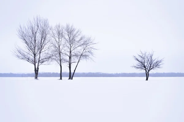 Vinter landskab med ensomme træer i tåge tid - Stock-foto