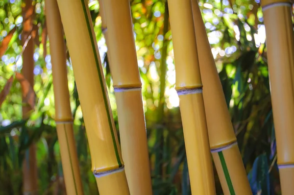 Yellow Bamboo Forest with Sunny Background — Stock Photo, Image