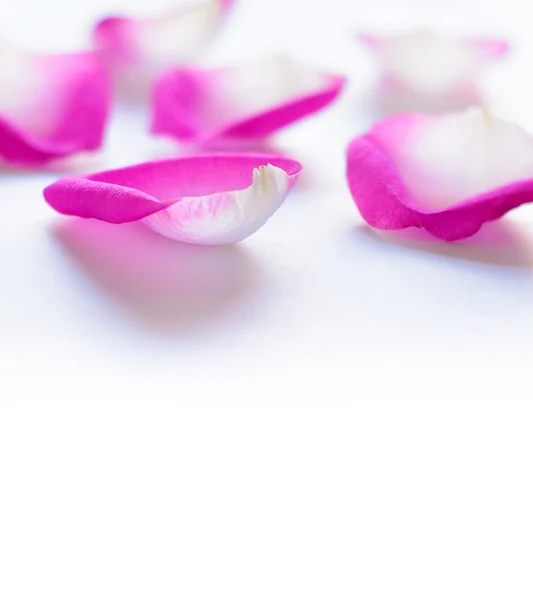 Лепестки розовой розы на белом фоне — стоковое фото