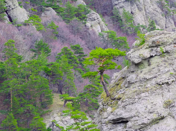 Strong Pine on the Rock in the Beautiful Mountains of Ukraine — Stock Photo, Image