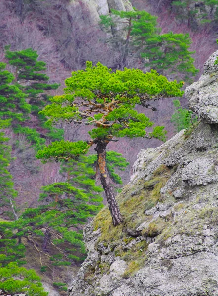 Forte pino sulla roccia nelle splendide montagne dell'Ucraina — Foto Stock