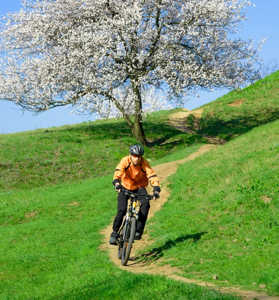 Ciclista montando a bicicleta na colina verde com bela árvore — Fotografia de Stock
