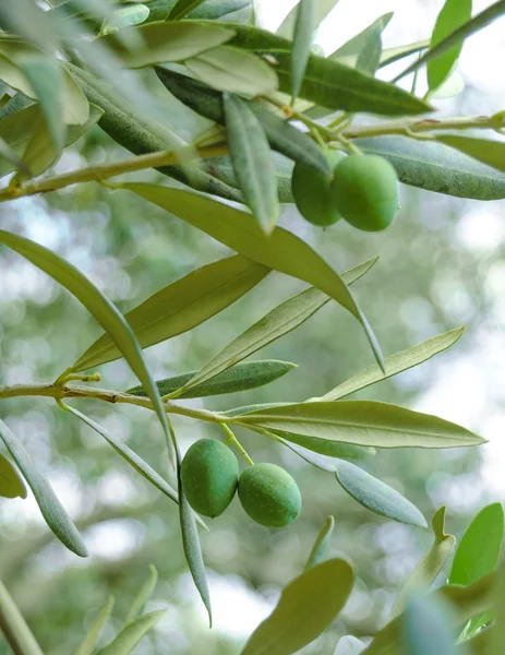 Větev olivovníku s olivami — Stock fotografie