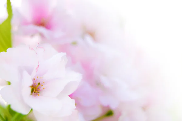 Lente bloeiende sakura bloemen op de witte achtergrond — Stockfoto