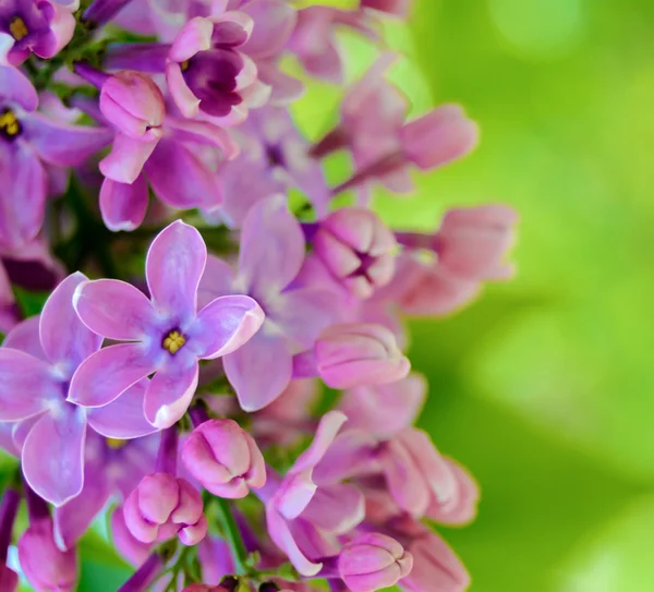 Lila lila Blüten auf dem verschwommenen grünen Hintergrund — Stockfoto