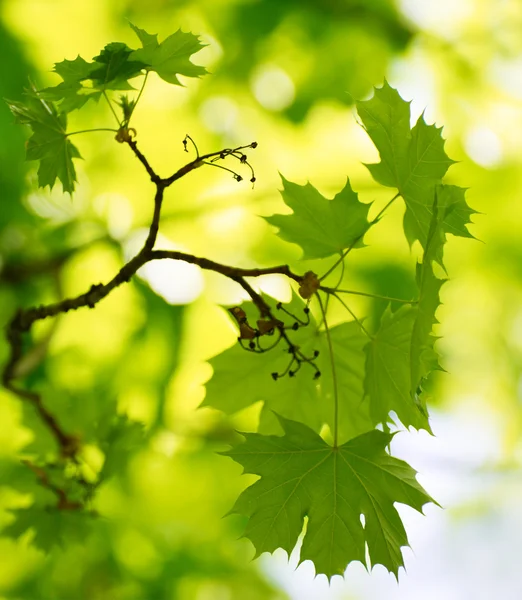 Primavera verde hojas de arce sobre fondo borroso — Foto de Stock