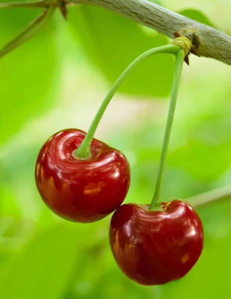 Söt och juicily mogna körsbär på ett träd — Stockfoto