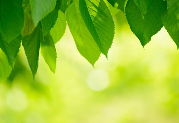 Färsk våren gröna blad över ljus bakgrund — Stockfoto