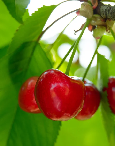 Słodki i juicily dojrzałe wiśnie na drzewie — Zdjęcie stockowe