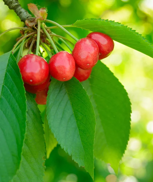 Söt och juicily mogna körsbär på ett träd — Stockfoto