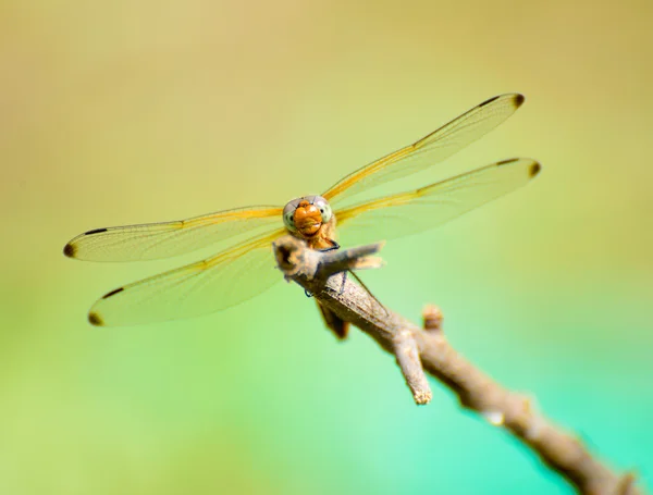 Dragonfly που στηρίζεται από το υποκατάστημα — Φωτογραφία Αρχείου