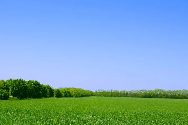 Green Field, Forest y Blue Sky. Fondo de paisaje de verano — Foto de Stock