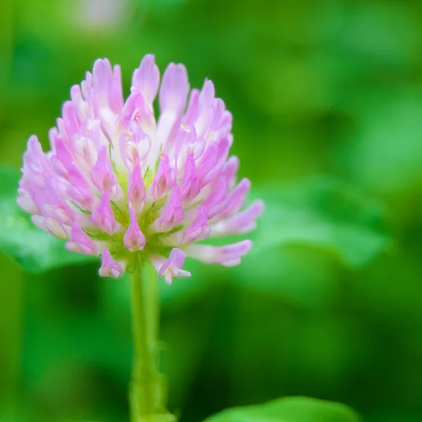 Mooie paarse bloem tegen de groene onscherpe achtergrond — Stockfoto