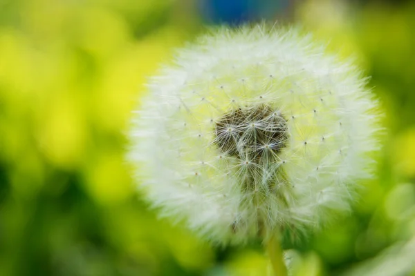 Dandelion Flower in a Green Meadow — Stock Photo, Image