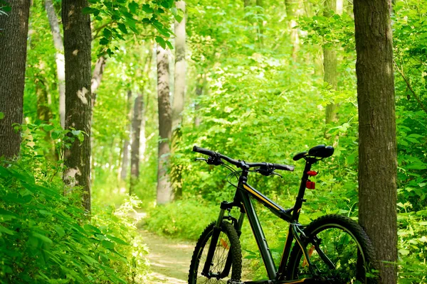Гірський велосипед на стежці в лісі Стокове Зображення