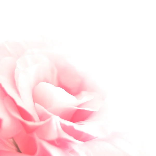 Beautiful Eustoma Flower on the White Background — Stock Photo, Image