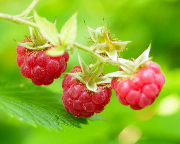 Imagen de cerca de frambuesas rojas maduras en el jardín —  Fotos de Stock