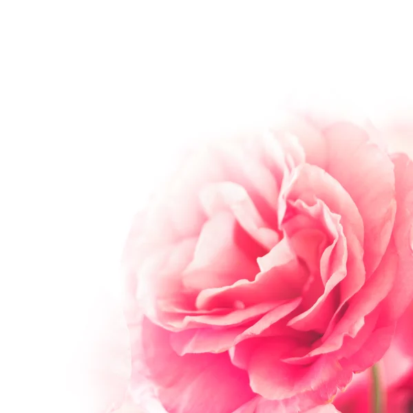 Hermosa flor de Eustoma en el fondo blanco — Foto de Stock