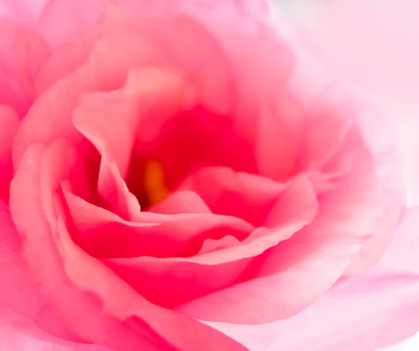 Красивый цветок эустомы — стоковое фото