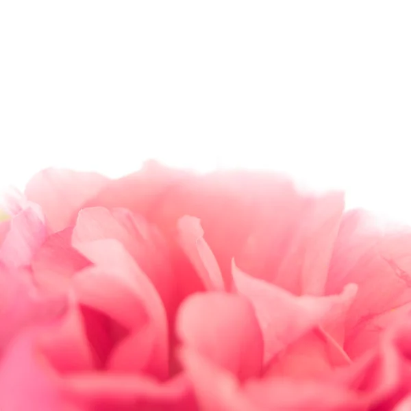 Krásný eustoma květina na bílém pozadí — Stock fotografie