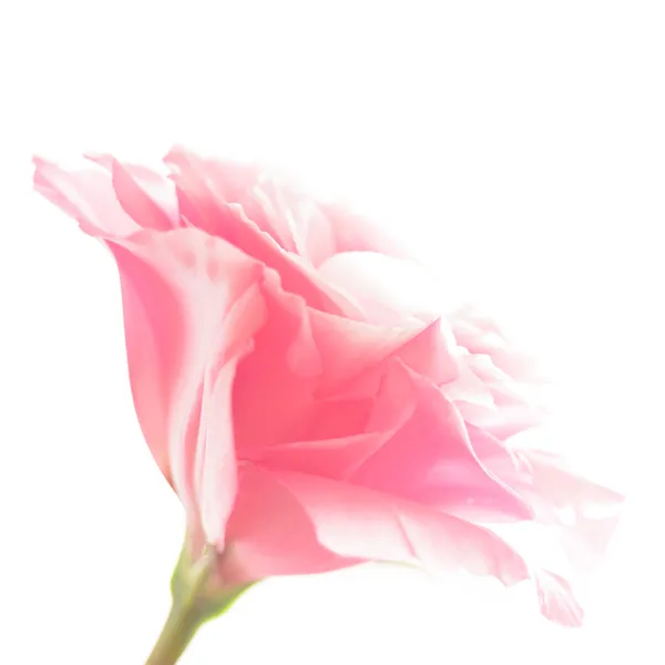 Mooie eustoma bloem op de witte achtergrond — Stockfoto