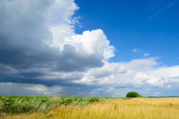 Hermoso campo de trigo bajo el cielo dramático — Foto de Stock