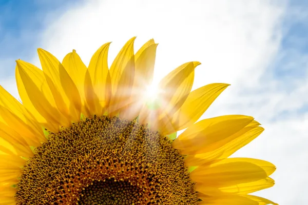 Felle zon schijnt door de bloemblaadjes van prachtige zonnebloem — Stockfoto