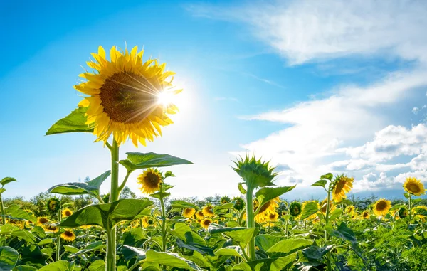 Jasné slunce svítí přes plátky krásné slunečnice — Stock fotografie
