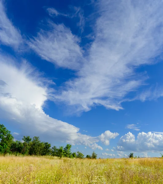 Mooie gele veld en groen bos onder dramatische hemel — Stockfoto