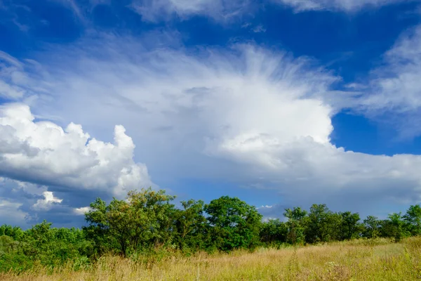 Vackra gula fältet och gröna skogen under dramatisk himmel — Stockfoto