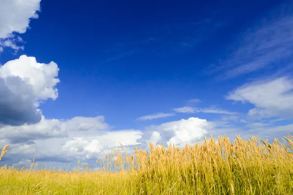 Bellissimo campo di grano sotto il cielo drammatico — Foto Stock