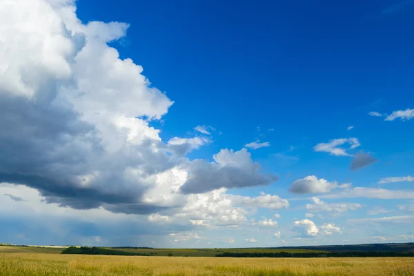 Красивое пшеничное поле под драматическим небом — стоковое фото