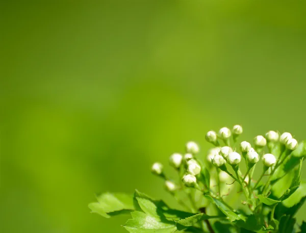 Belles fleurs blanches de printemps sur le fond vert — Photo