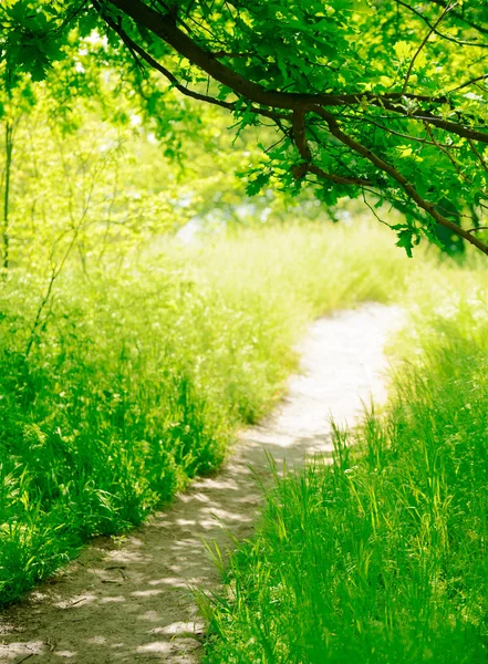 Trail i en solig grön sommar skog — Stockfoto