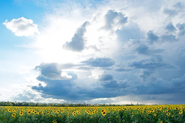 Big Field of Gold Sunflowers under the Bright Sun and Blue Sky — Stock Photo, Image