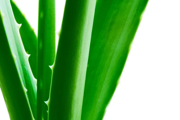 Green Aloe Vera Leafs Isolared on the White Background — Stock Photo, Image