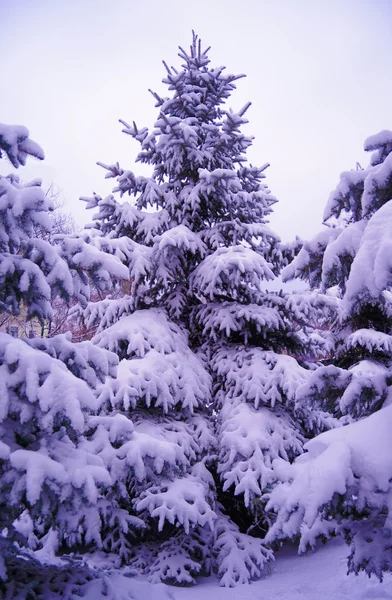 Alberi di Natale sotto bella copertura di neve. Paesaggio invernale — Foto Stock