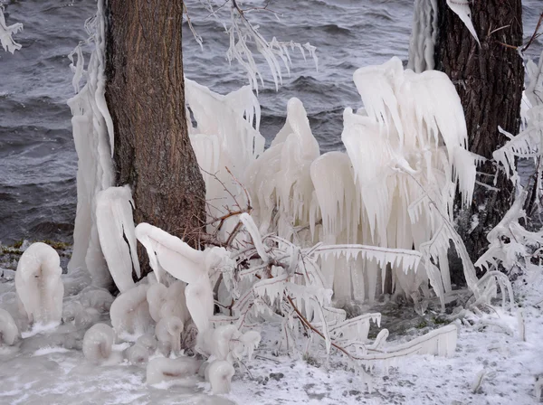 Beaux ornements naturels de glace sur les arbres — Photo