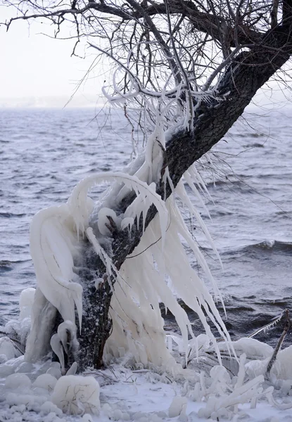 Bellissimi ornamenti di ghiaccio naturale sugli alberi — Foto Stock