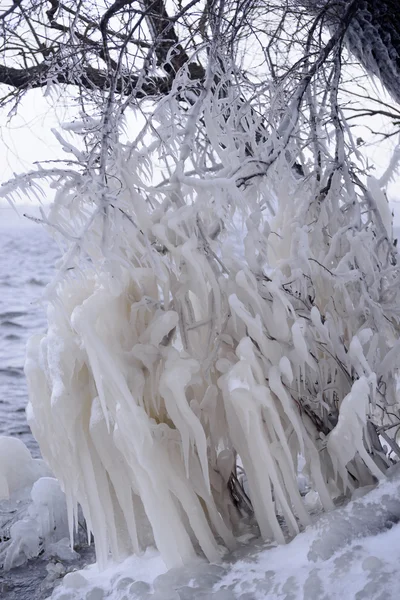 Prachtige natuurlijke ijs versieringen op de bomen — Stockfoto