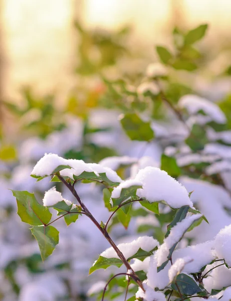 Branche à feuilles persistantes recouverte de neige brillante par de beaux rayons de soleil — Photo