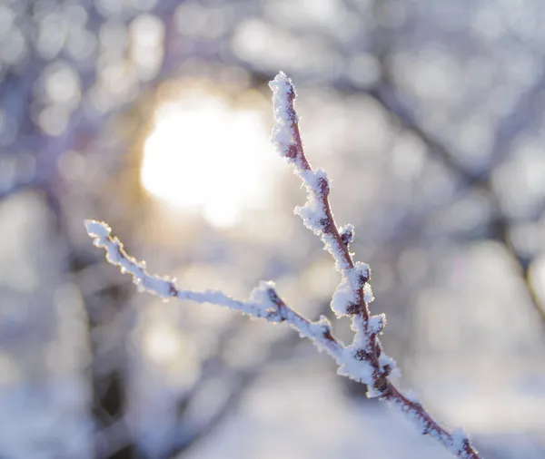 Bare Frozen Branch nel bellissimo sole giallo travi — Foto Stock