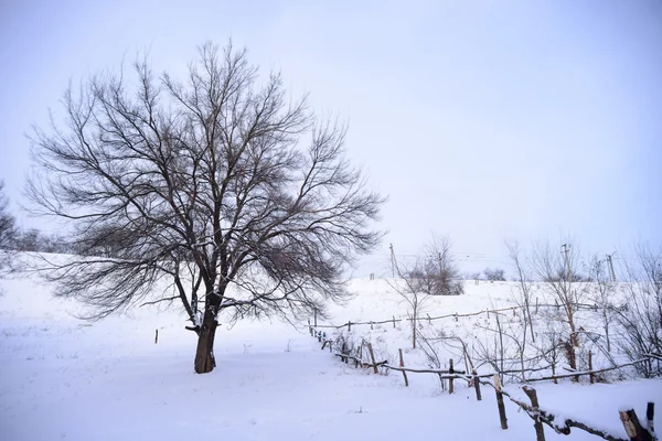 Bare Frozen Tree in Snowy Winter Field under Blue Sky — Stock Photo, Image