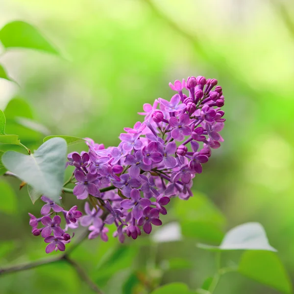 Spring Purple Lilac Flowers on the Green Background — Stock Photo, Image