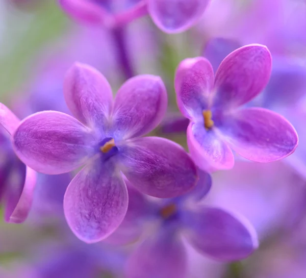 Lila lila vårblommor på grön bakgrund — Stockfoto